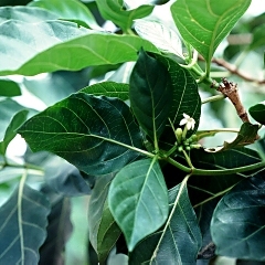 Morinda citrifolia